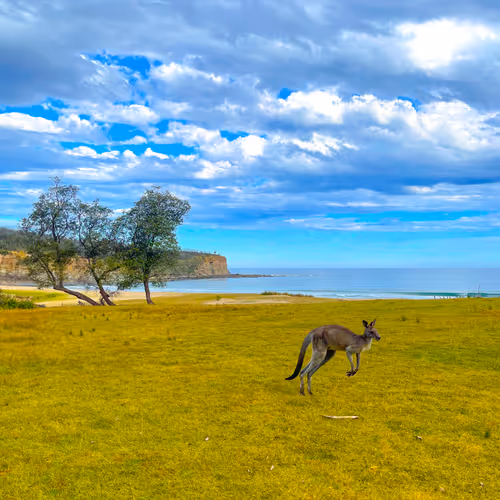 Wildaustralia