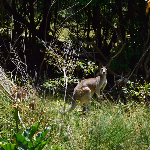 Wild Australia #6