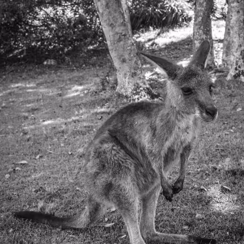 Wildaustralia