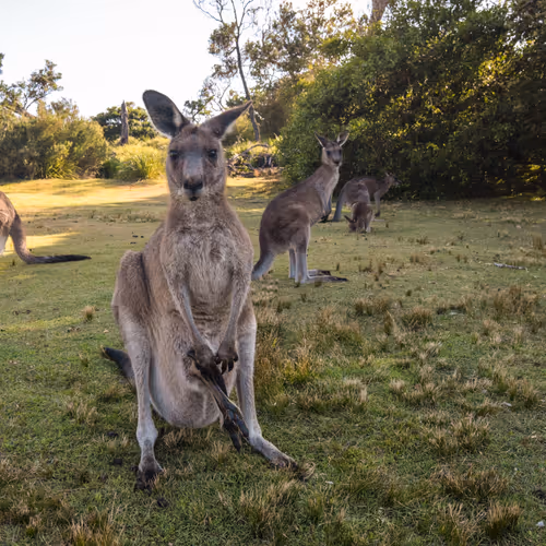Wildaustralia