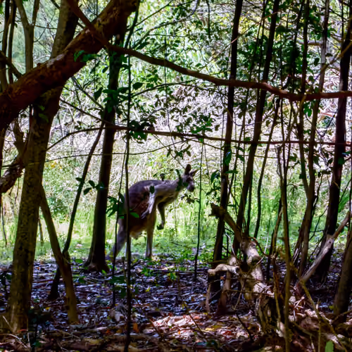 Wild Australia #5