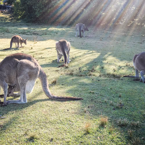Wild Australia #14
