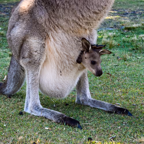 Wild Australia #8