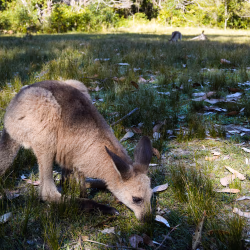 Wildaustralia