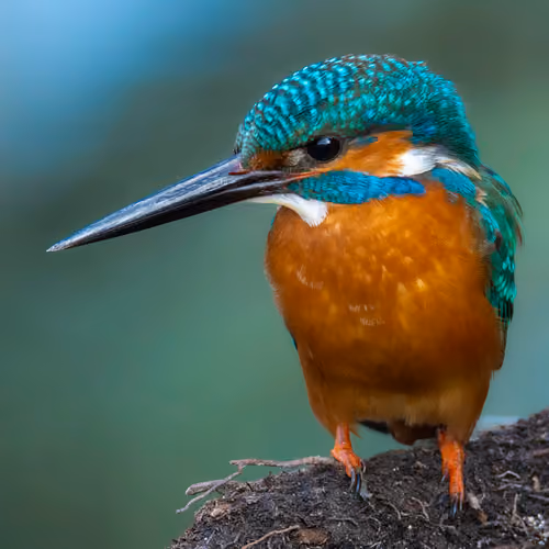 Common Kingfisher