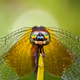 World of Small Creatures