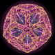 Transmutation XXIII
