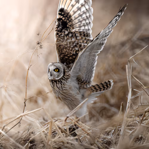 Japanese Animal Photography Collection
