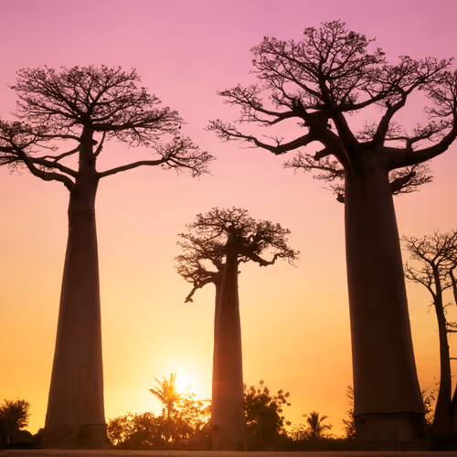 Baobab Sunset