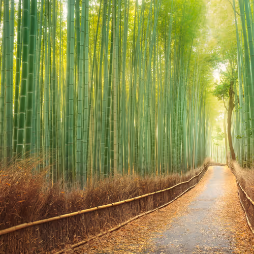 Kyoto Path