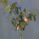 96