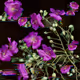 Ashira Fox: Garden Glitch