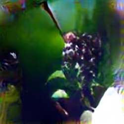 Grape #1 (Corpus: Still Life Objects of the Renaissance)