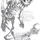 Sketch Editions