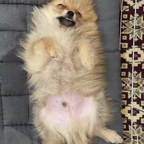 Teooo