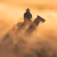Kayseri Horses