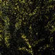 Glitch Garden