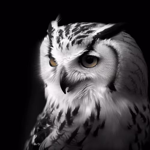 Item #11903294390768709294458667130762128601693783869250463762253580783658008051863 Media