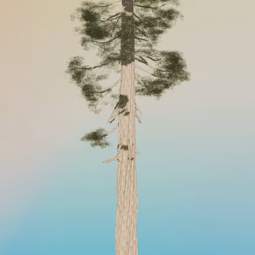 Mintforest Redwoods