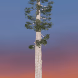 41