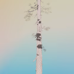 _mintForest Redwood #36