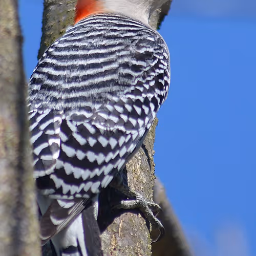 Avian Photography By Megan Morrow