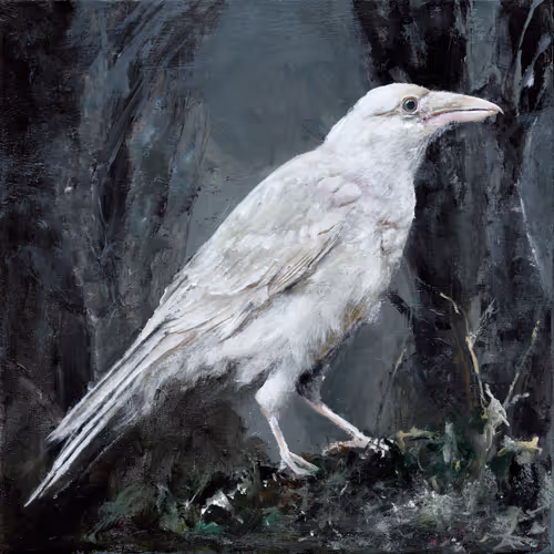White Raven