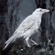 White Raven