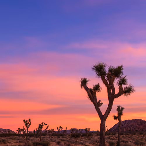 Brynn Alise Legacy Digital Art Collection