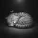 Ethos Meow Meow #736