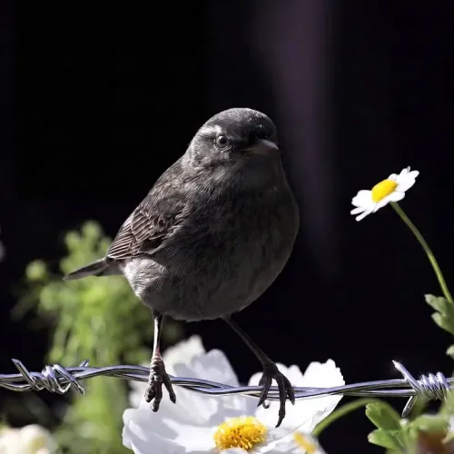 Birds