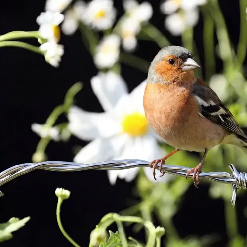 Birds