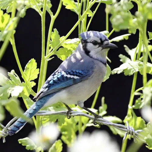 Birds