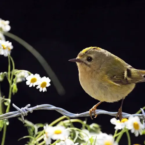 Birds