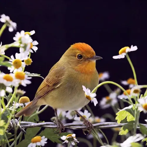 Birds