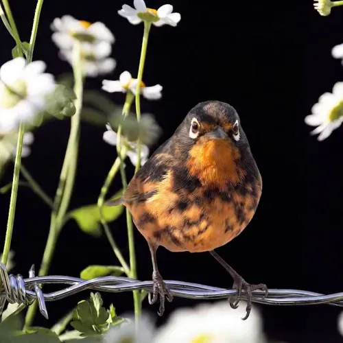 Birds