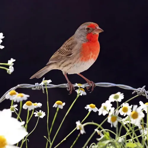 Birds