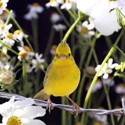 Sprig's Home