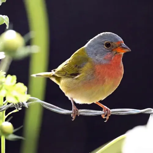 Birds