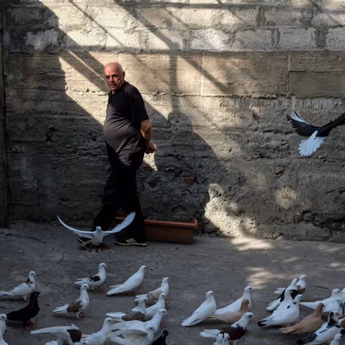 Pigeon Fanciers