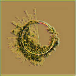 Petri #484