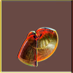 Petri #1016