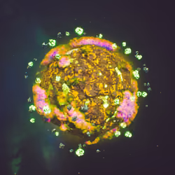 Planet #7558