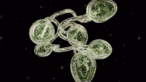 Item #659375967 Media