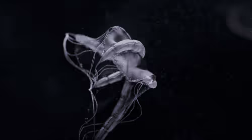 Item #1199751961 Media