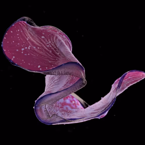 Specimen By Pawel Grzelak