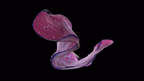 Item #1462664945 Media