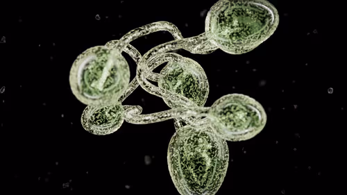 Item #3689723330 Media