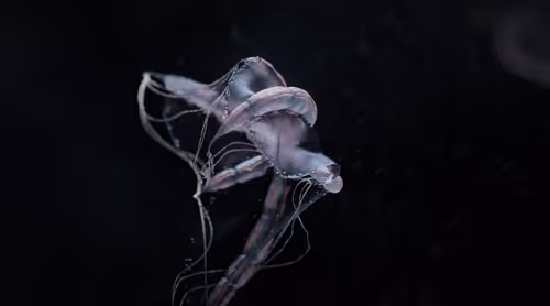 Item #2334756330 Media