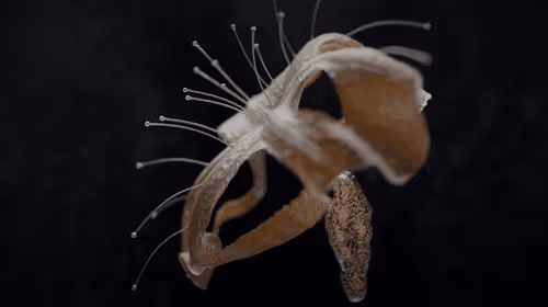 Item #4113593253 Media